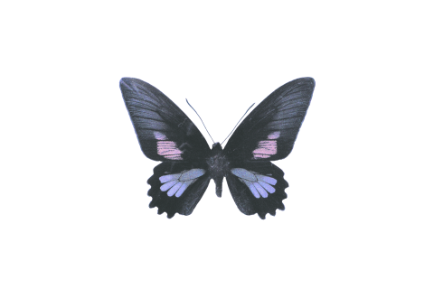 Bidprentje overleden baby met paars en lila vlindertje