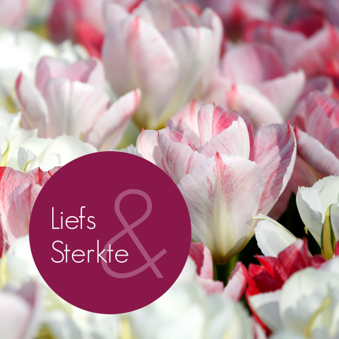 Condoleancekaart wit roze tulpen