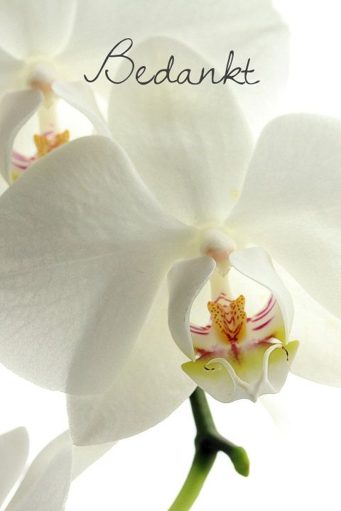Fotografie bedankkaart met witte orchidee