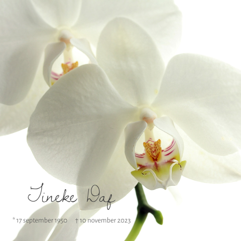Fotografie rouwkaart met witte orchidee