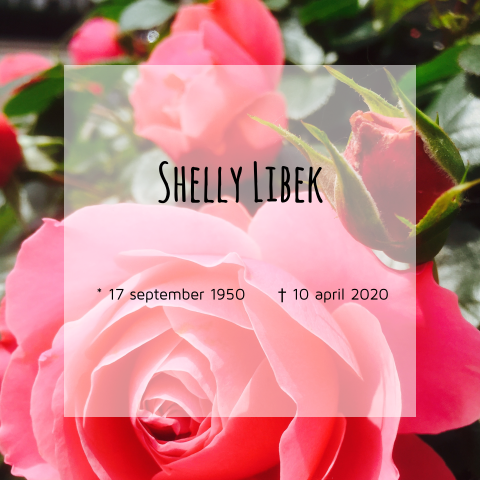 Moderne rouwkaart met roos in roze en rood