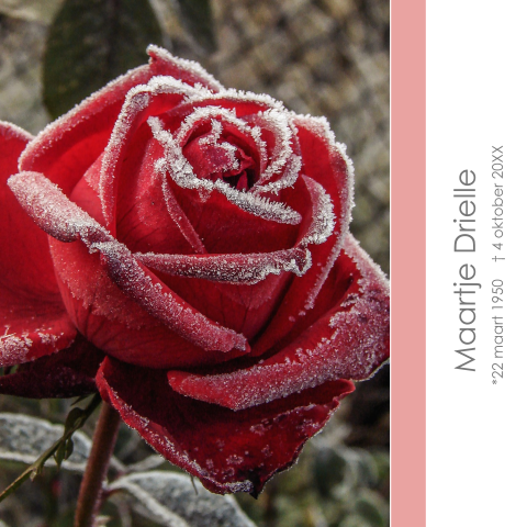 Mooie rouwkaart met besneeuwde rode roos