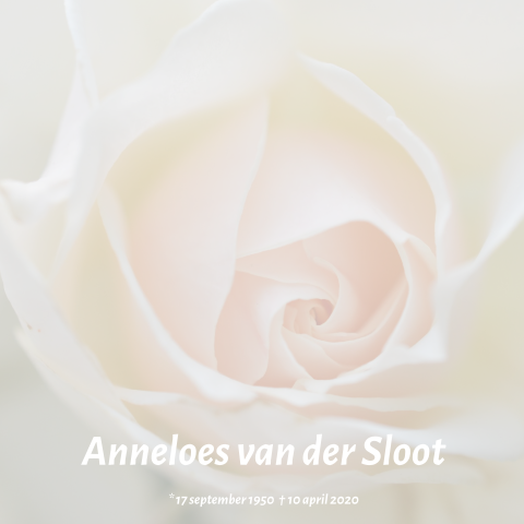Mooie warme rouwkaart met grote witte roze roos