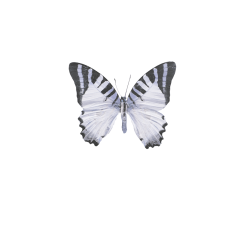 Rouwkaartje met illustratie echte vlinder in paars lila