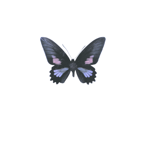 Rouwkaartje kind of baby met paars en lila vlindertje