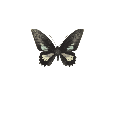 Rouwkaartje kindje baby met donker grijze vlinder illustratie 