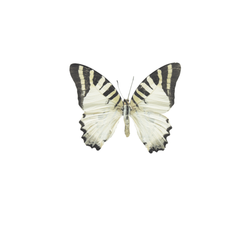 Rouwkaartje overleden kindje met grijze vlinder en taupe