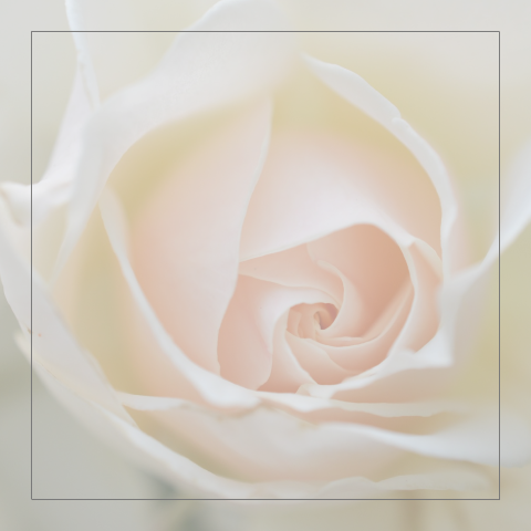 Stijlvolle warme bedankkaart vrouw witte roze roos en rouwrand
