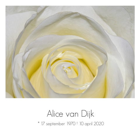 Stijlvolle rouwkaart met geel witte roos en grijze tekst
