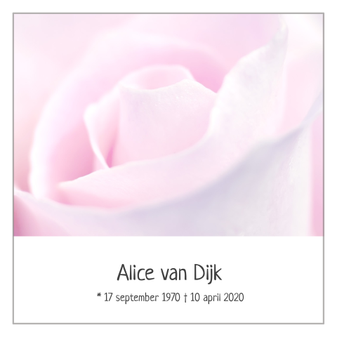 Stijlvolle rouwkaart met roze roos en grijze rouwrand