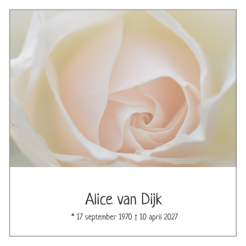 Stijlvolle rouwkaart met roze witte roos en grijze rouwrand