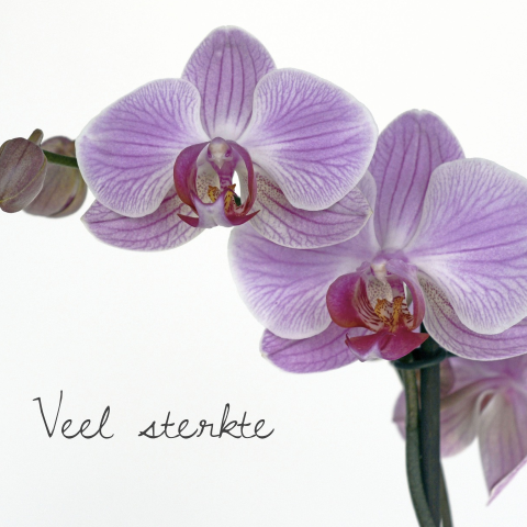 Veel sterkte kaart na overlijden met paarse orchidee